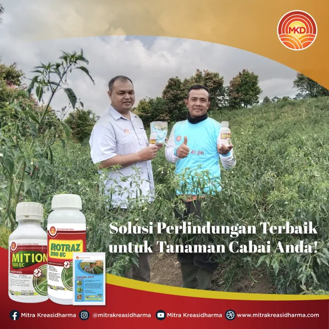 UTILIZING MKD'S SUPERIOR PRODUCTS: THE KEY TO ENDRI PRASMONO'S SUCCESS IN INCREASING THE PRODUCTIVITY OF CURLY CHILLI CROPS