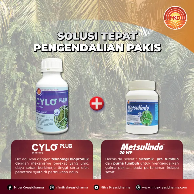 SOLUSI TUNTAS GULMA PAKISAN: KOMBINASI METSULINDO® 20 WP DAN CYLO PLUS UNTUK HASIL MAKSIMAL