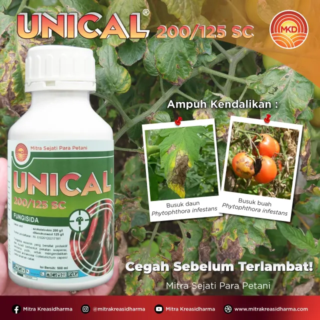 UNICAL® 200/125 SC: SOLUSI BARU PENGENDALIAN BUSUK DAUN DAN BUSUH BUAH YANG LEBIH EFEKTIF!