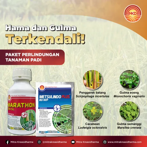 STRATEGI PERLINDUNGAN TANAMAN PADI UNTUK PERTUMBUHAN OPTIMAL DAN PANEN MAKSIMAL