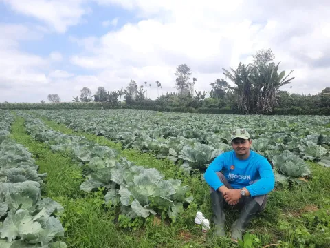 Pilihan Persis Petani Milenial Kubis