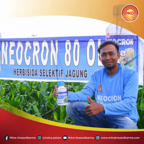 STRATEGI EFEKTIF UNTUK PERLINDUNGAN TANAMAN JAGUNG