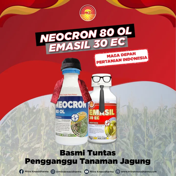 BASMI TUNTAS PENGGANGGU TANAMAN JAGUNG DENGAN NEOCRON 80 OL DAN EMASIL 30 EC