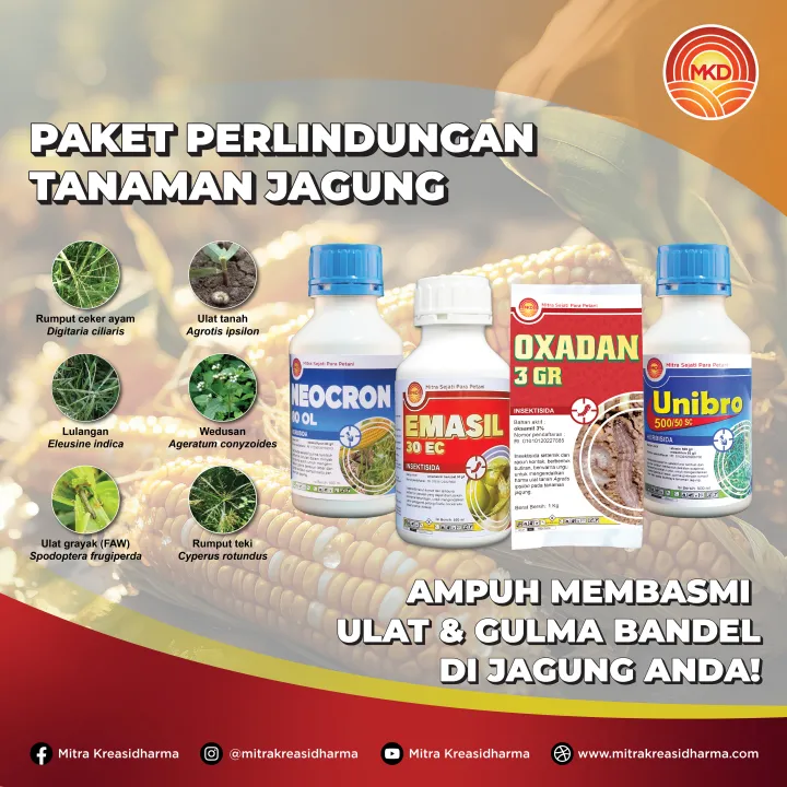 MEMAKSIMALKAN HASIL PANEN JAGUNG DENGAN PENGELOLAAN OPT YANG BIJAKSANA