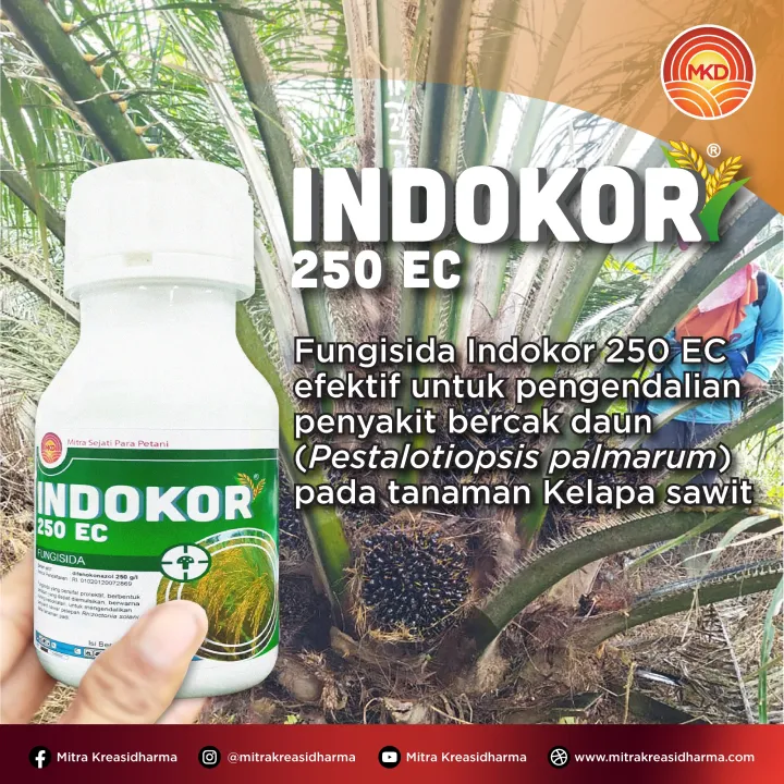 INDOKOR 250 EC: SOLUSI EFEKTIF UNTUK PENGENDALIAN BERCAK DAUN PADA TANAMAN KELAPA SAWIT