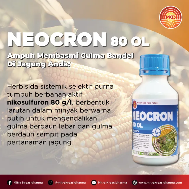 NEOCRON 80 OL: AMPUH MEMBASMI GULMA BANDEL DI JAGUNG ANDA