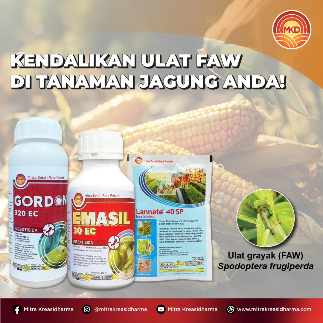 KENDALIKAN ULAT FAW DI TANAMAN JAGUNG ANDA!