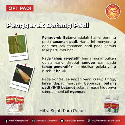 PENGGEREK BATANG PADI: HAMA UTAMA YANG MENGANCAM HASIL PANEN PADI DI INDONESIA