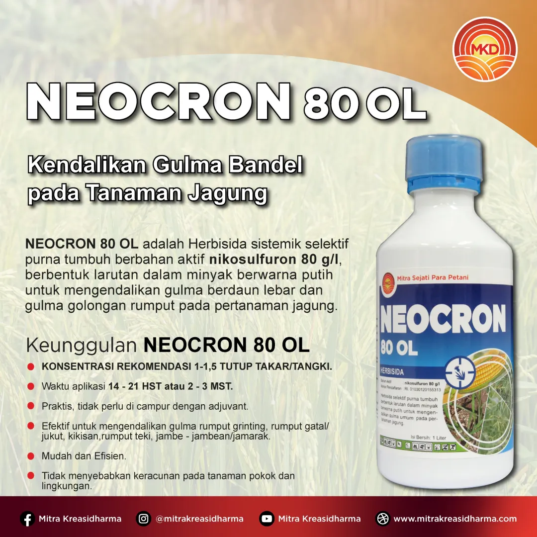 NEOCRON 80 OL: KENDALIKAN GULMA BANDEL PADA TANAMAN JAGUNG