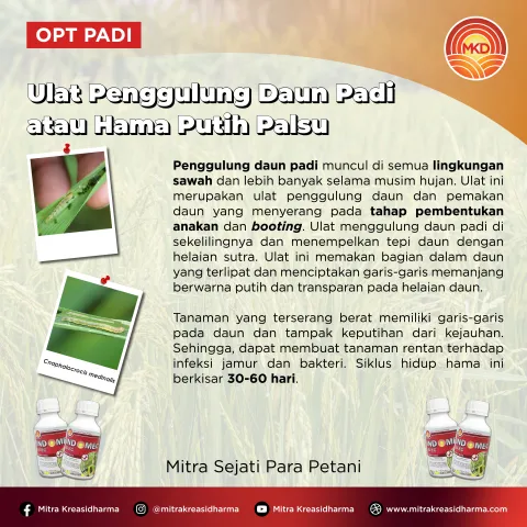 MENGATASI ANCAMAN HAMA PUTIH PALSU PADA PERTANAMAN PADI DENGAN INDOMEC® 20 EC