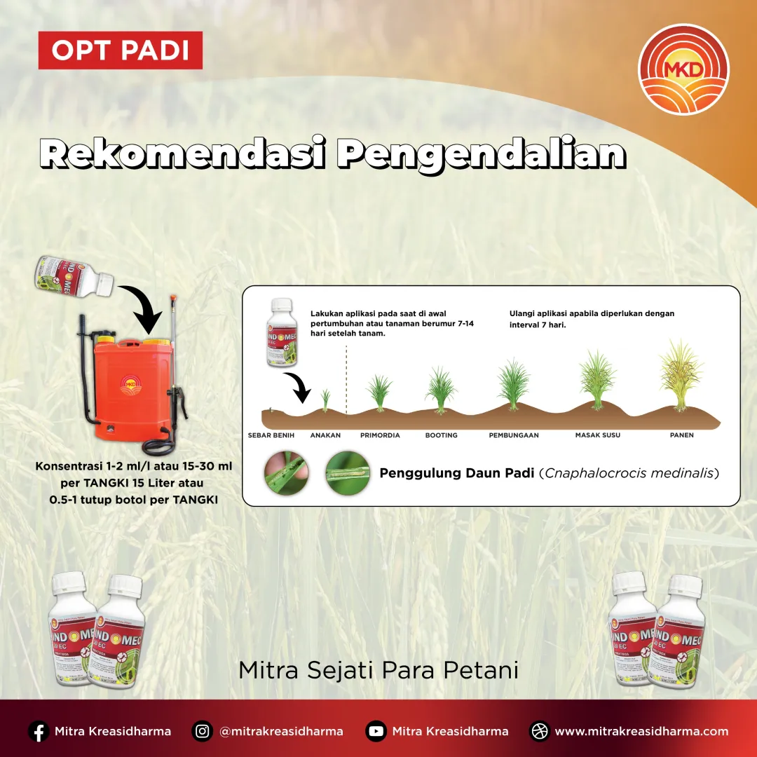 MENGATASI ANCAMAN HAMA PUTIH PALSU PADA PERTANAMAN PADI DENGAN INDOMEC® 20 EC