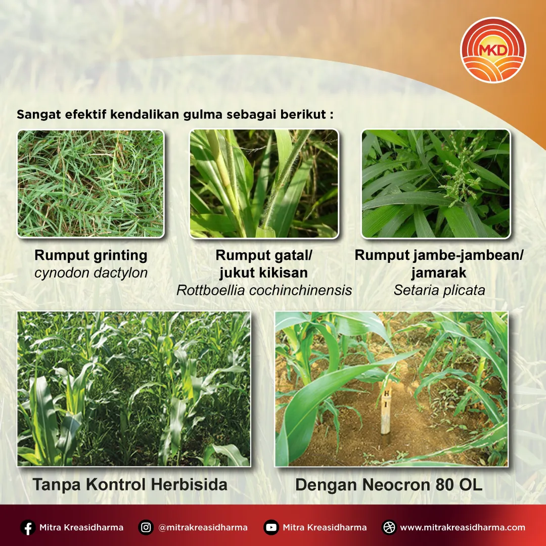 NEOCRON 80 OL: KENDALIKAN GULMA BANDEL PADA TANAMAN JAGUNG