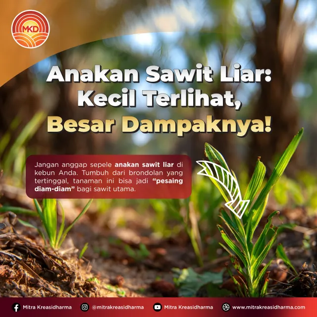 Kecil Terlihat, Besar Dampaknya: Waspadai Anakan Sawit Liar di Kebun Anda!
