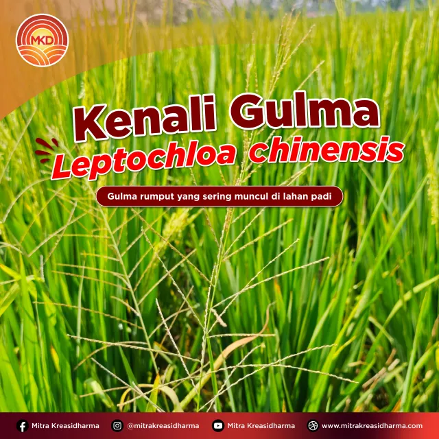 REXSTAR® 69/20 SC: Solusi Tuntas Kendalikan Gulma Sejak Dini