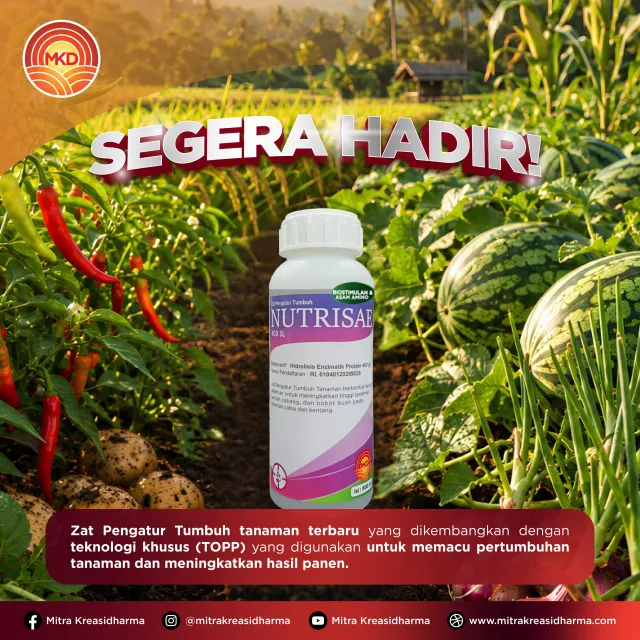 NUTRISAE Resmi Hadir: Inovasi Biostimulan untuk Mendukung Pertumbuhan dan Produktivitas Tanaman
